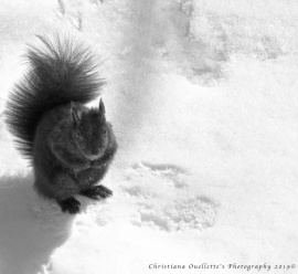 Black Squirrel