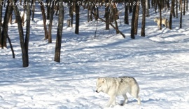 Arctic Wolf
