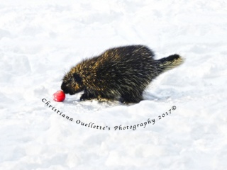 Porcupine