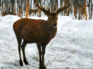 Red Deer