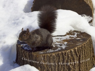 Black Squirrel