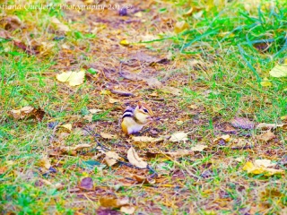 Chipmunk