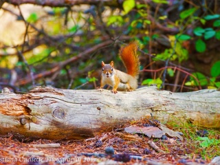 Red Squirrel