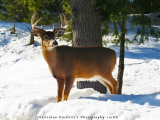 Whitetail Deer