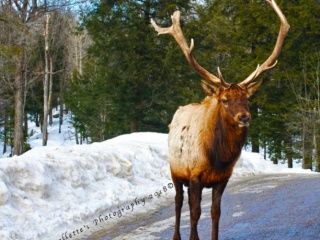 Elk