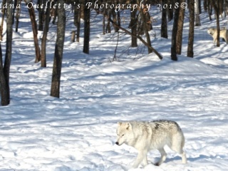 Arctic Wolf