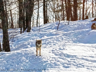 Coyote