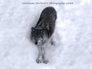 Timerland Wolf