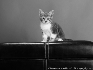 Kitten