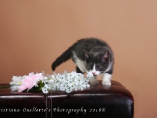 Kitten
