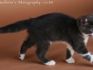 Kitten