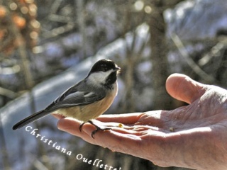 Chickadee