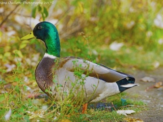 Mallard Drake