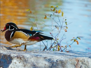 Male Wood Duck