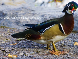 Male Wood Duck