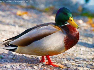 Mallard Drake