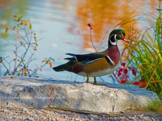 Male Wood Duck