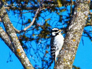 Downy Woodpecker