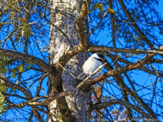 Chickadee