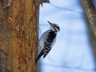 Downy Woodpecker