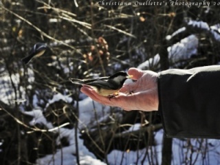 Chickadee