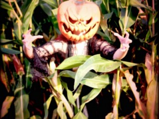 Pumpkin