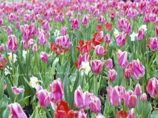 Tulips