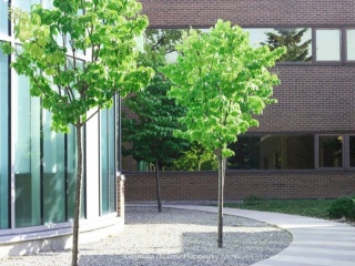 Trees and Buildings
